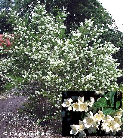 Philadelphus pubescens'Tuomas'